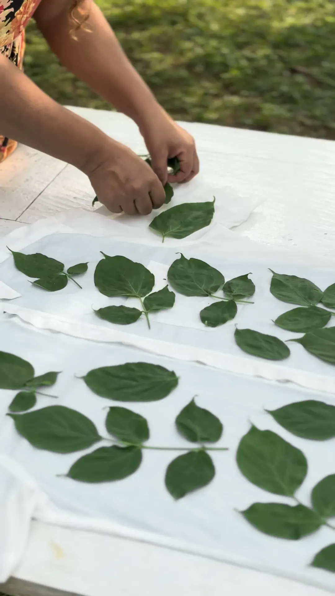 Hands lay fresh green leaves, one by one, onto white cloth.