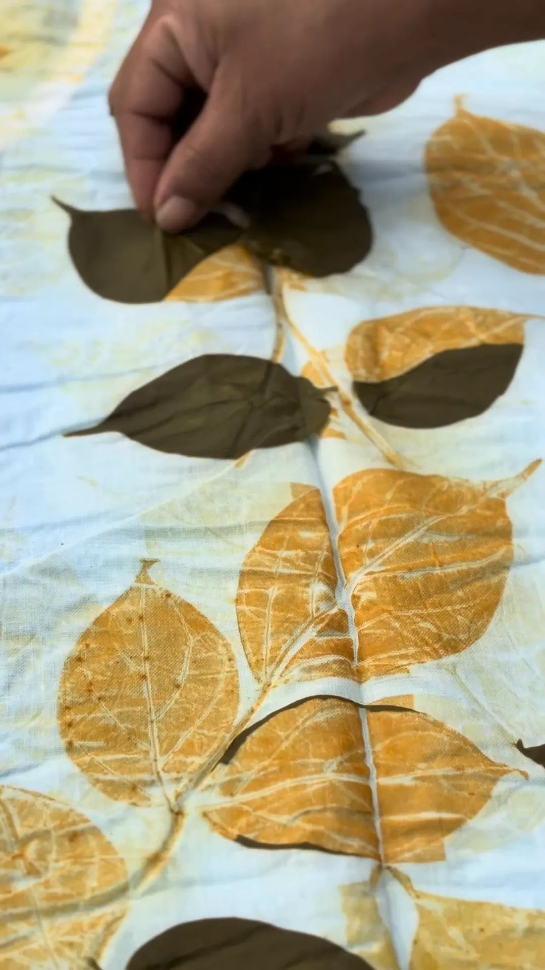 Golden leaf prints emerging on the shirt as the dark, steamed leaves are lifted away.
