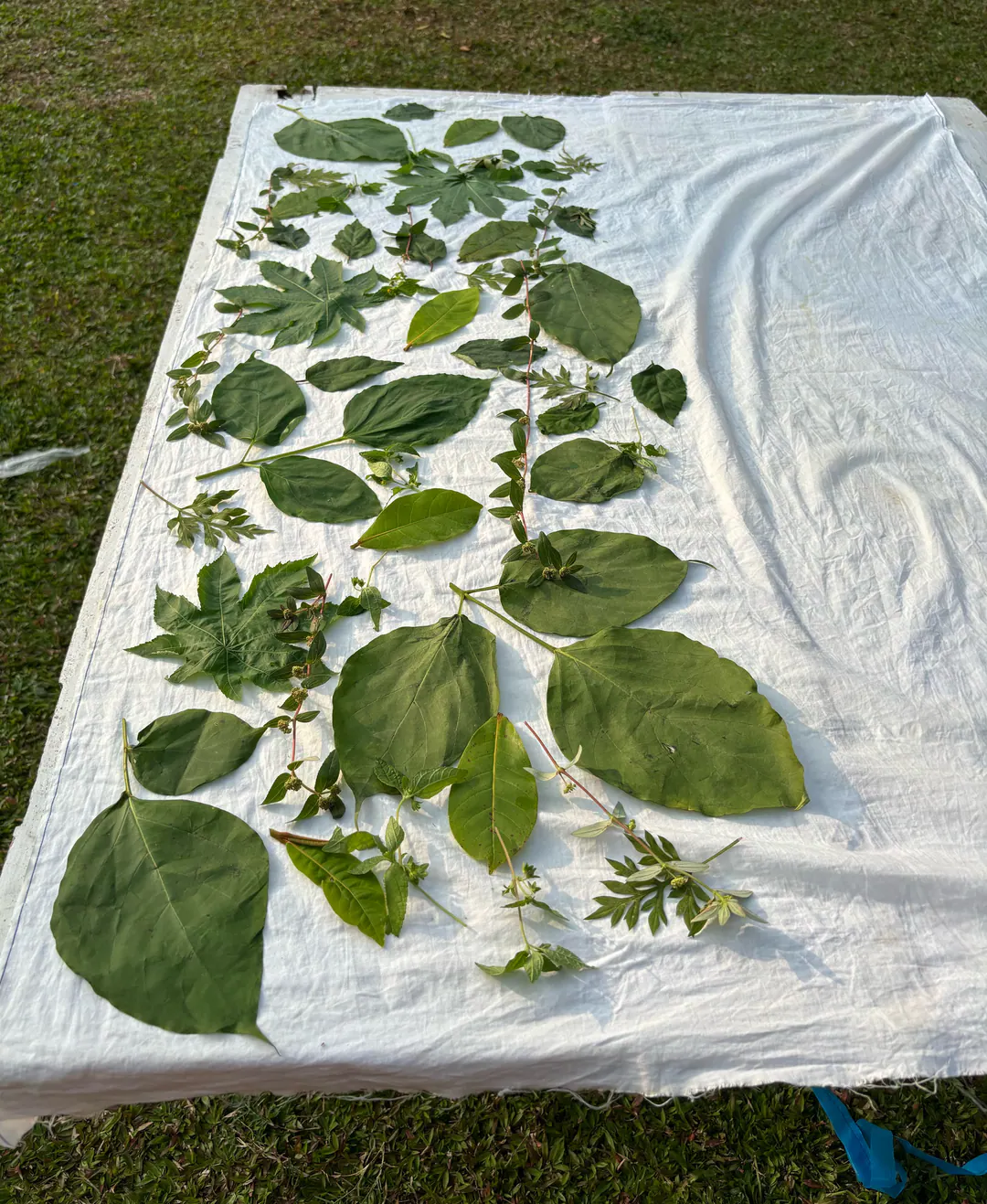 Rows of green leaves arranged along a long white cloth laid out on a lawn.