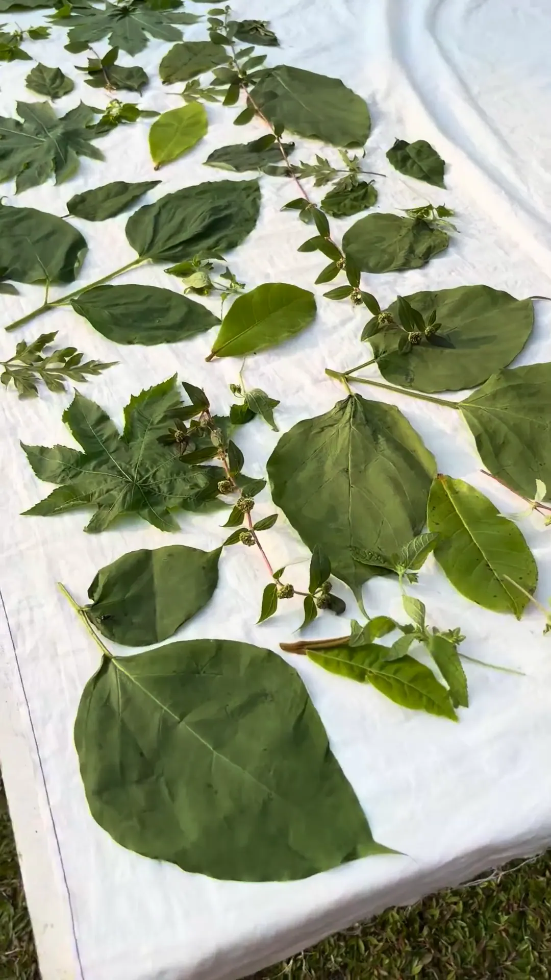 Leaves of many shapes laid out along a long white cloth in the garden.
