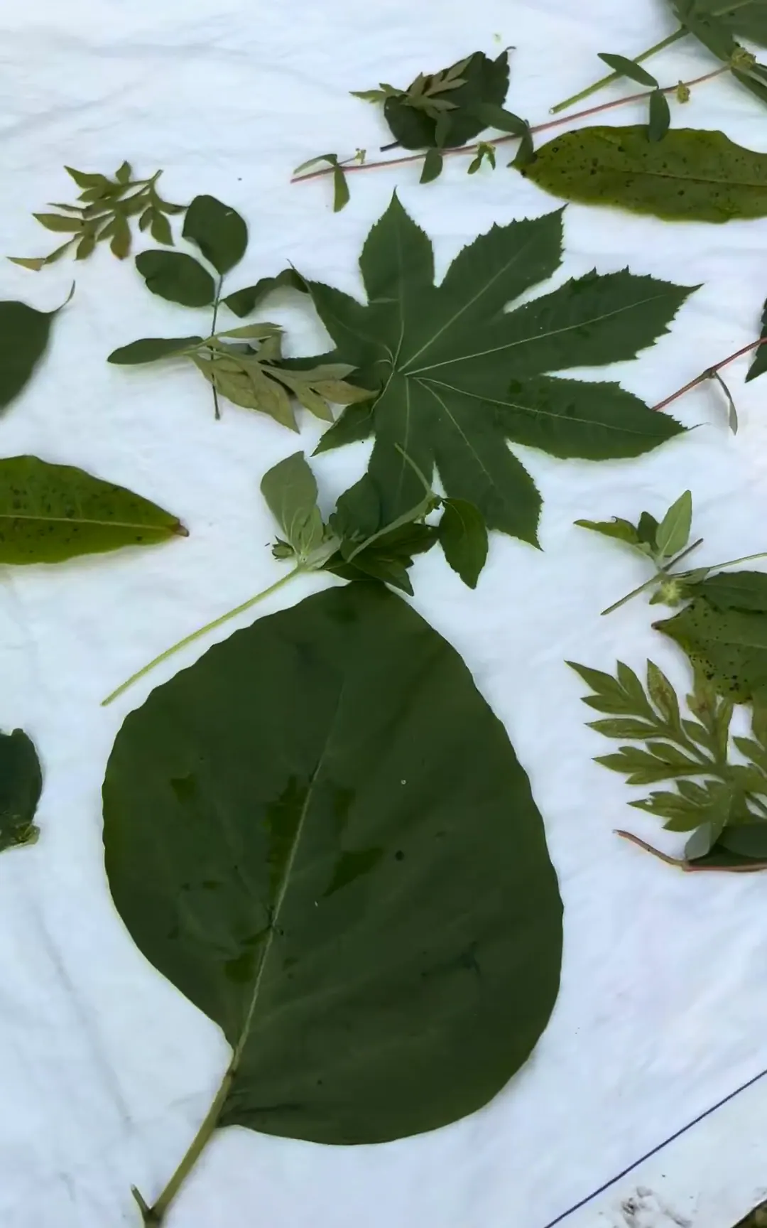 Fresh leaves laid out on white cloth: a large palmate leaf and a broad heart-shaped leaf among smaller sprigs.